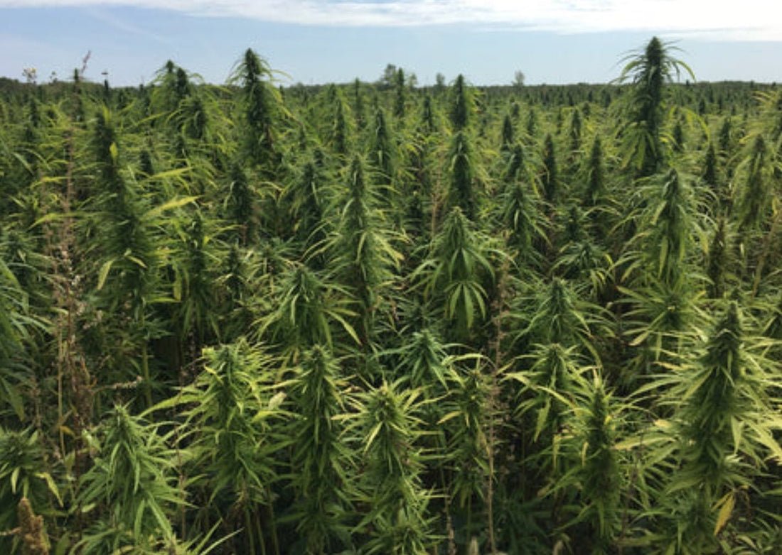 Mutual Cultivation: How Hemp and Humans Help Each Other Thrive - Nature's Source Inc