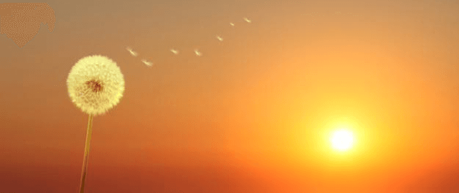 Ten Ways to Use The Sun’s Energy - Nature's Source Inc