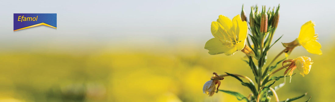 Efamol Supplements Online - Nature's Source Inc