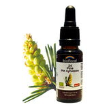Biofloral 24 Pine 20mL