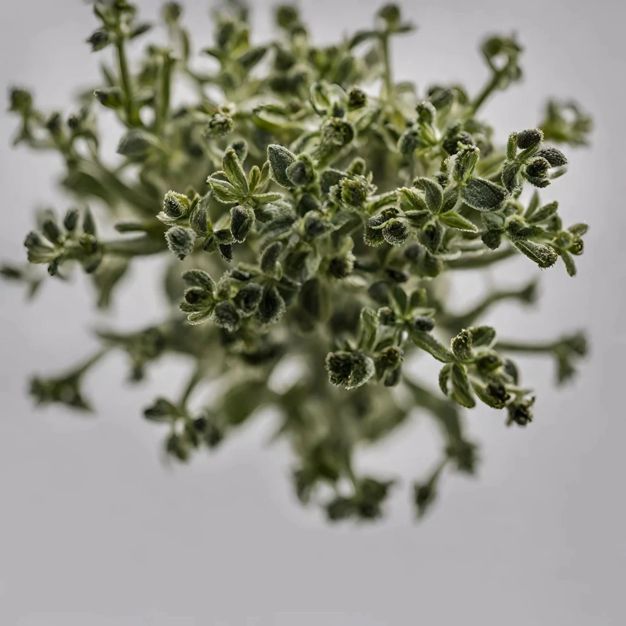 Enerex Black Oregano 30ml