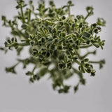 Enerex Black Oregano 30ml